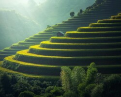 Golden rice terraces in the hills Green and golden rice terraces on hillside at sunset